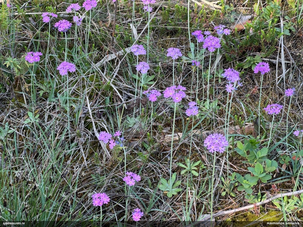 первоцвет мучнистый