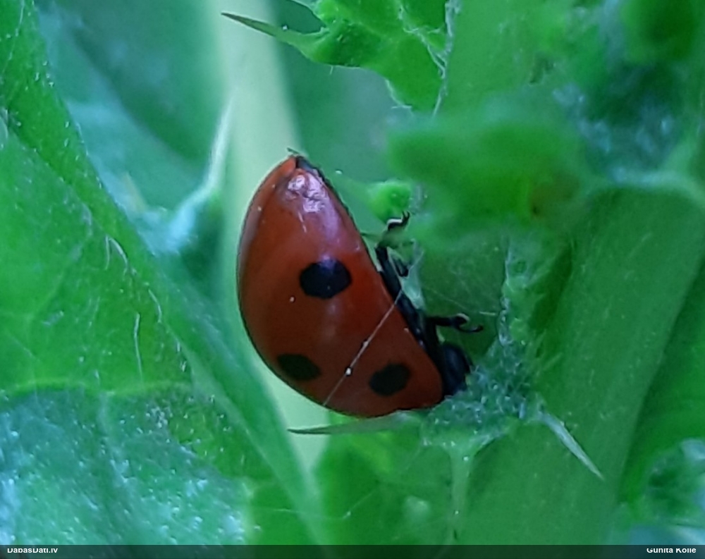 Septiņpunktu mārīte