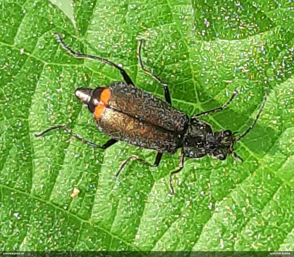 Māņmīkstspārnis (nenoteikts)