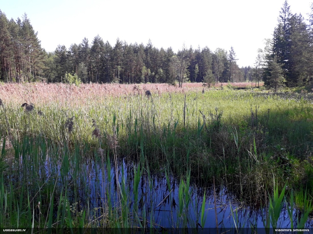 водяной пастушок