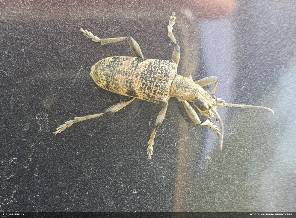 Lapkoku ligzdu koksngrauzis