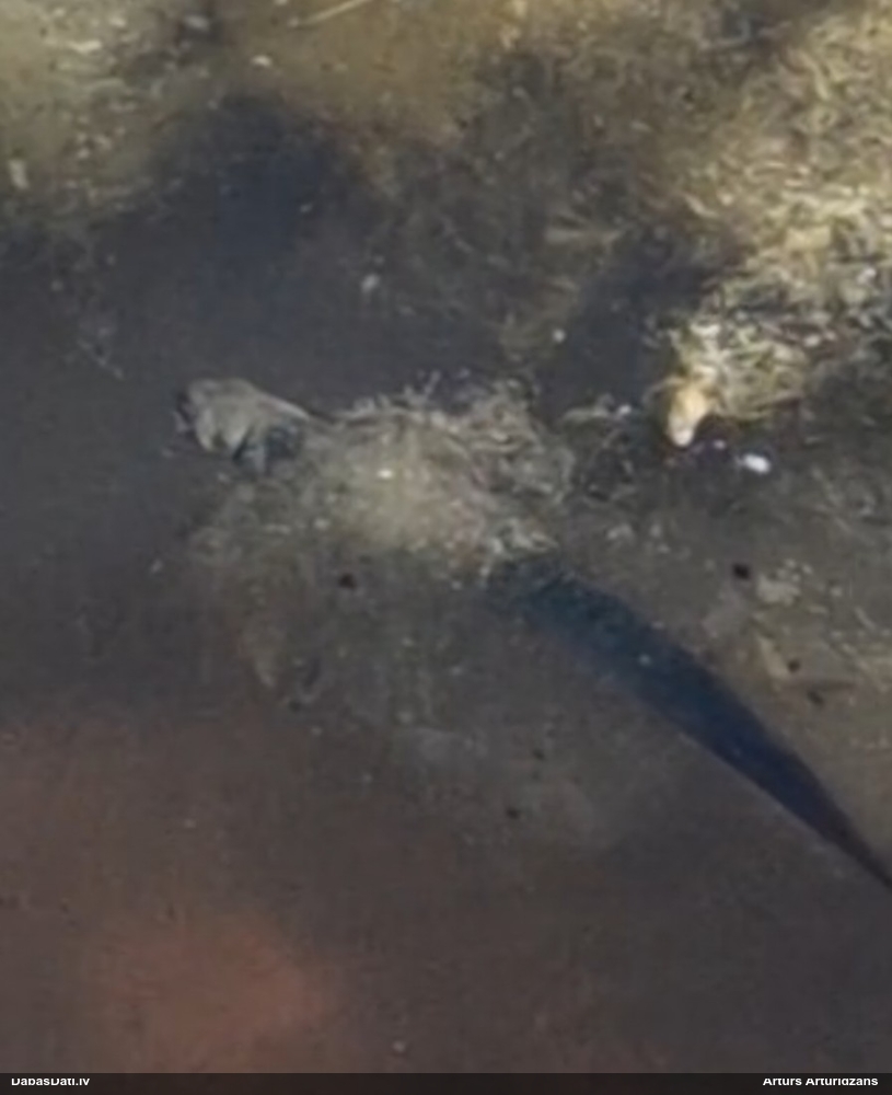 гребенчатый тритон