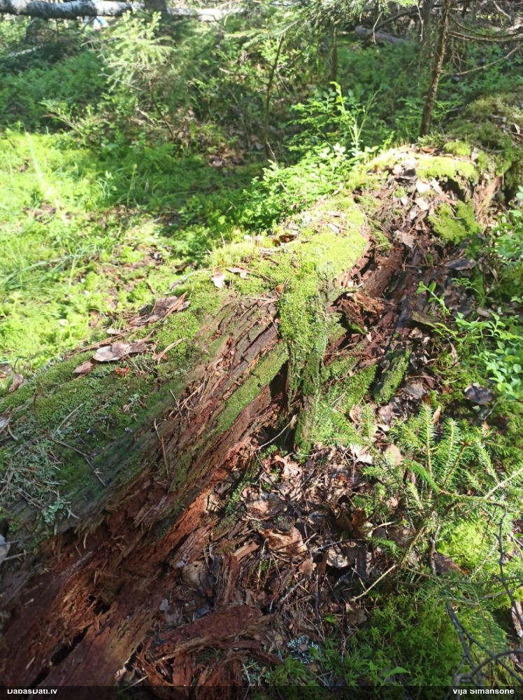 Vilkpienaine (nenoteikta)