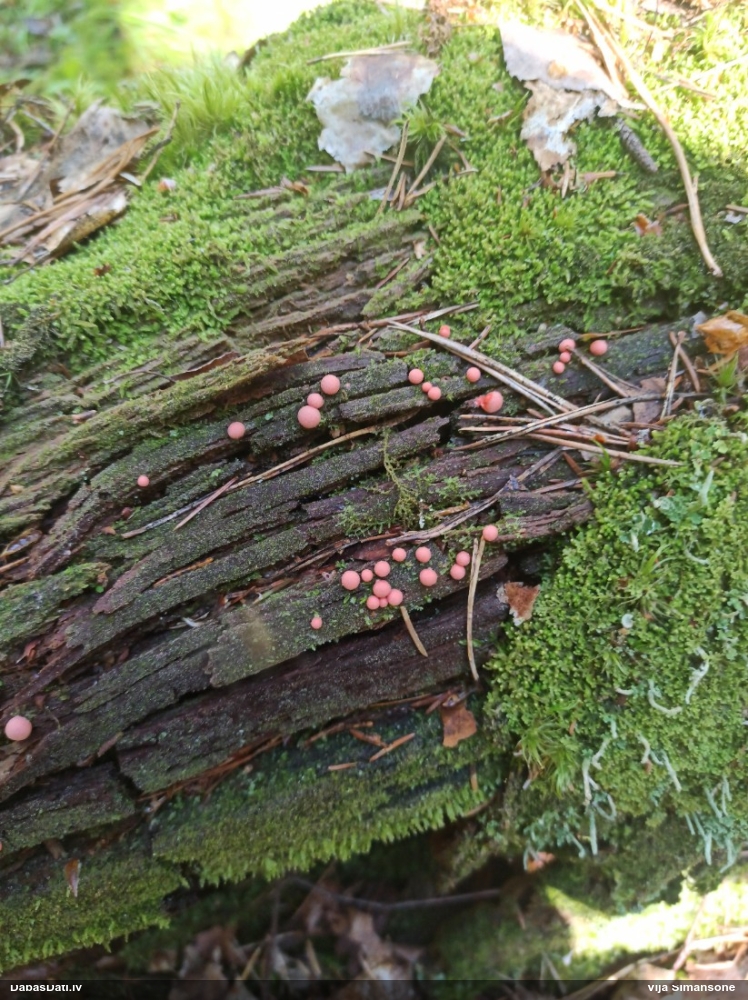 Vilkpienaine (nenoteikta)