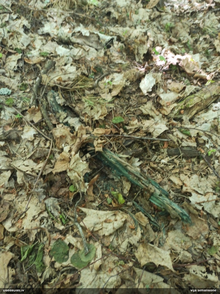 Zilzaļā hlorociborija