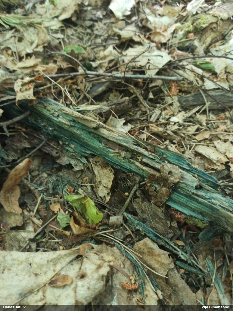 Zilzaļā hlorociborija