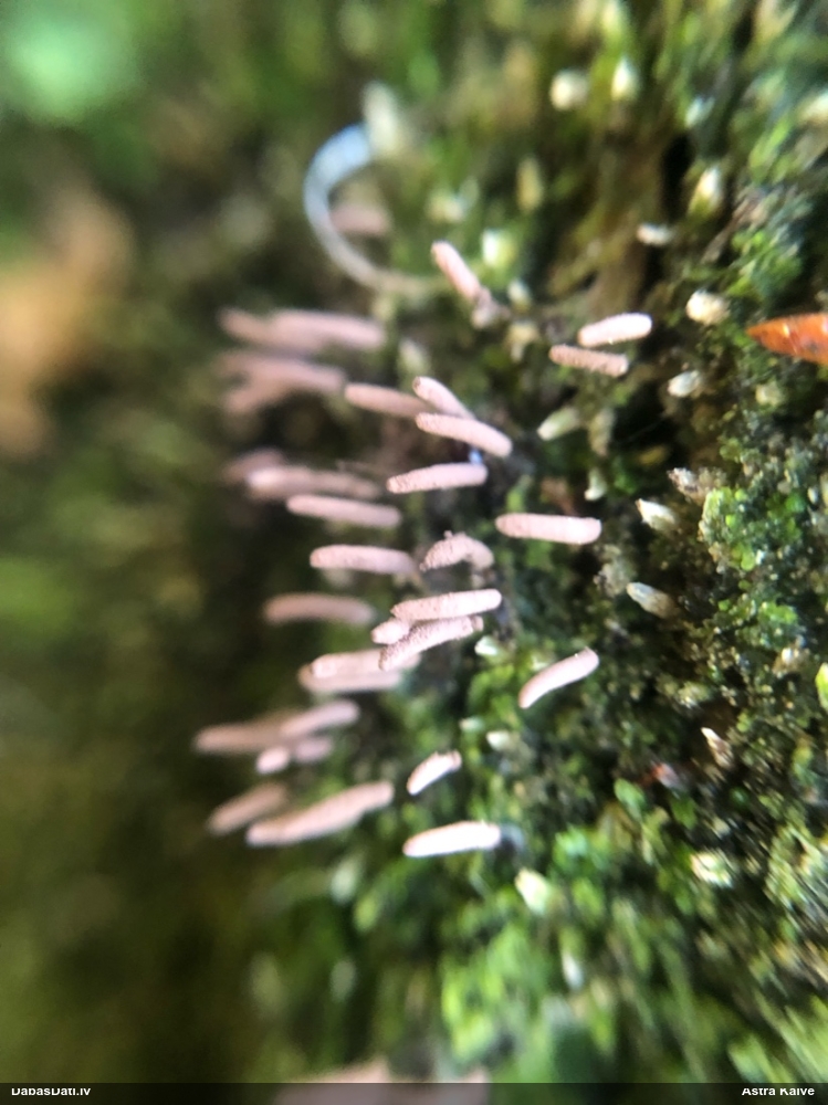 Cilindrīte (nenoteikta)