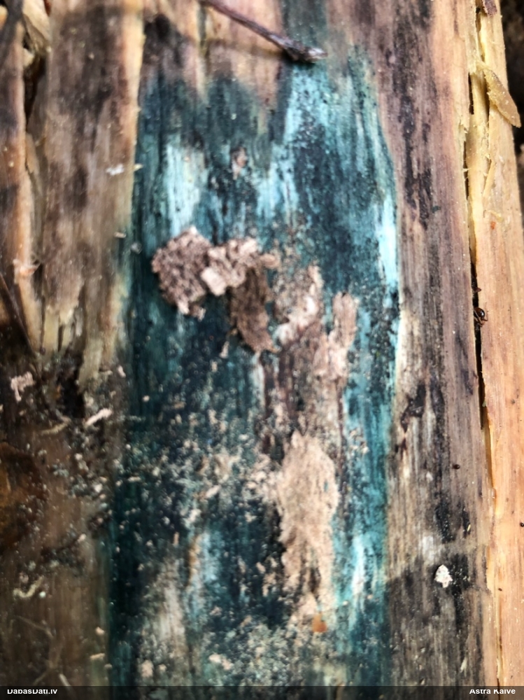 Zilzaļā hlorociborija