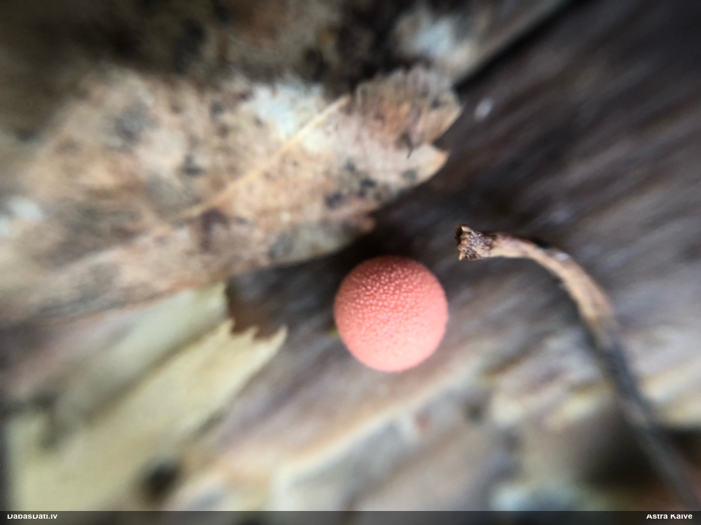 Koksnes vilkpienaine