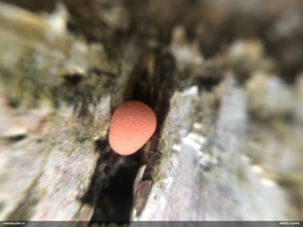 Koksnes vilkpienaine