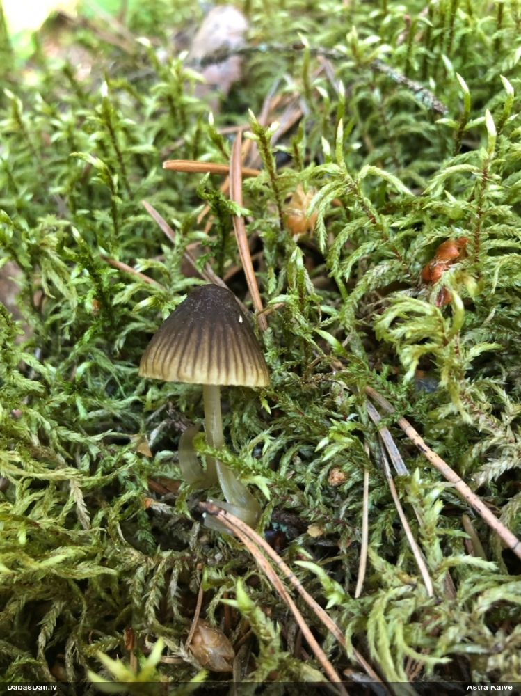 Sēntiņa (nenoteikta)