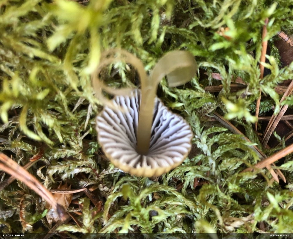 Sēntiņa (nenoteikta)