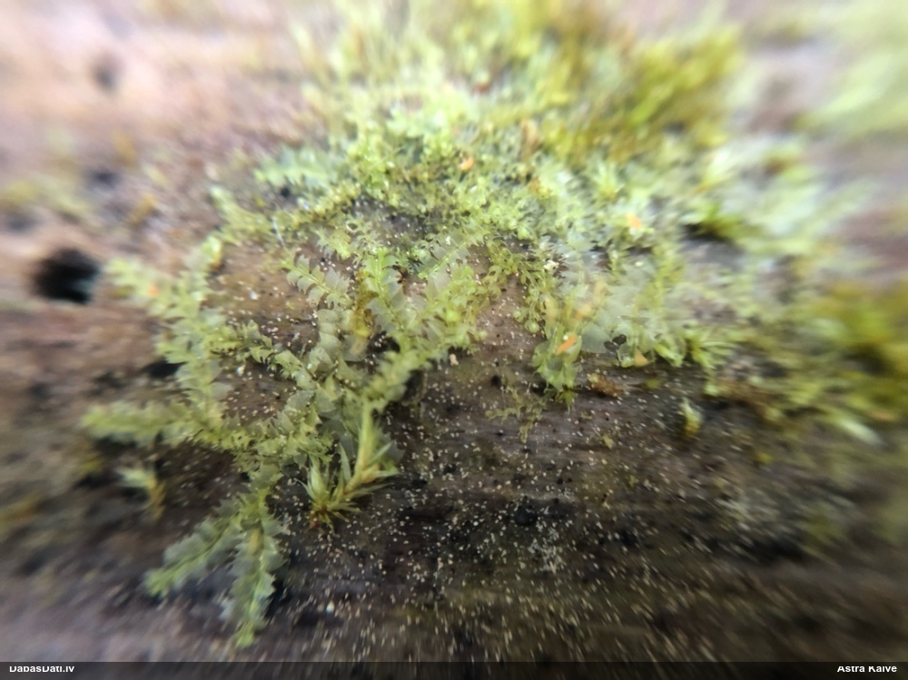 Dažādlapu sekstīte