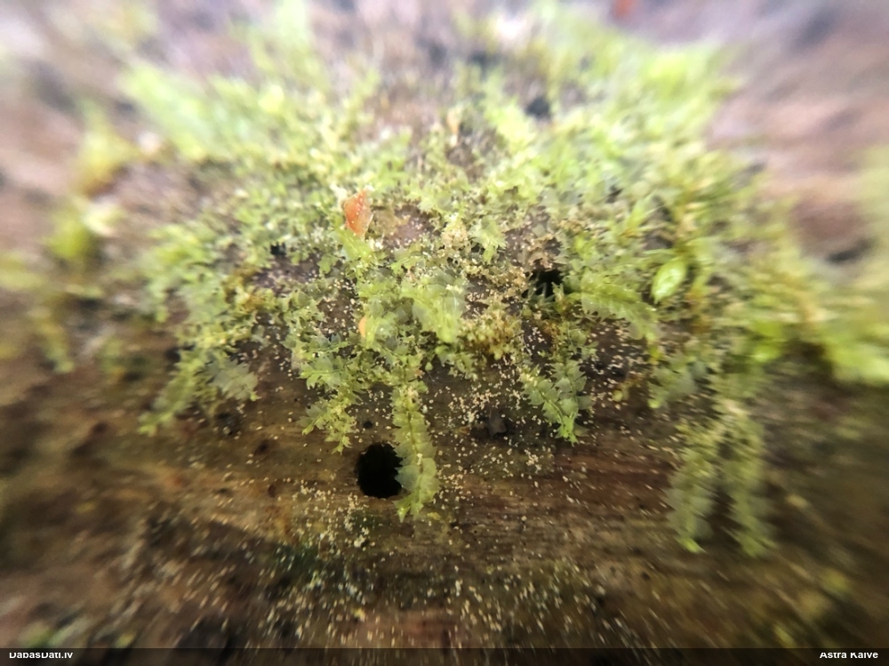 Dažādlapu sekstīte