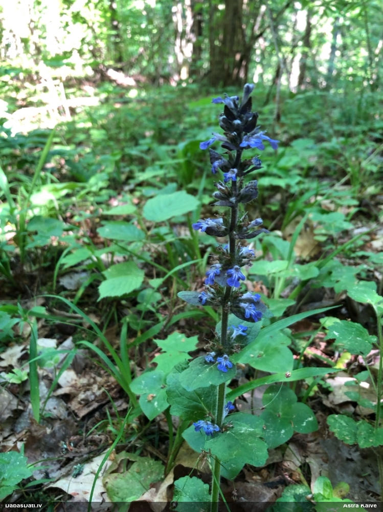 живучка ползучая