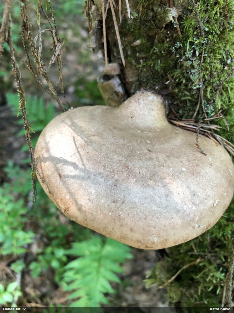 березовый Трутовик