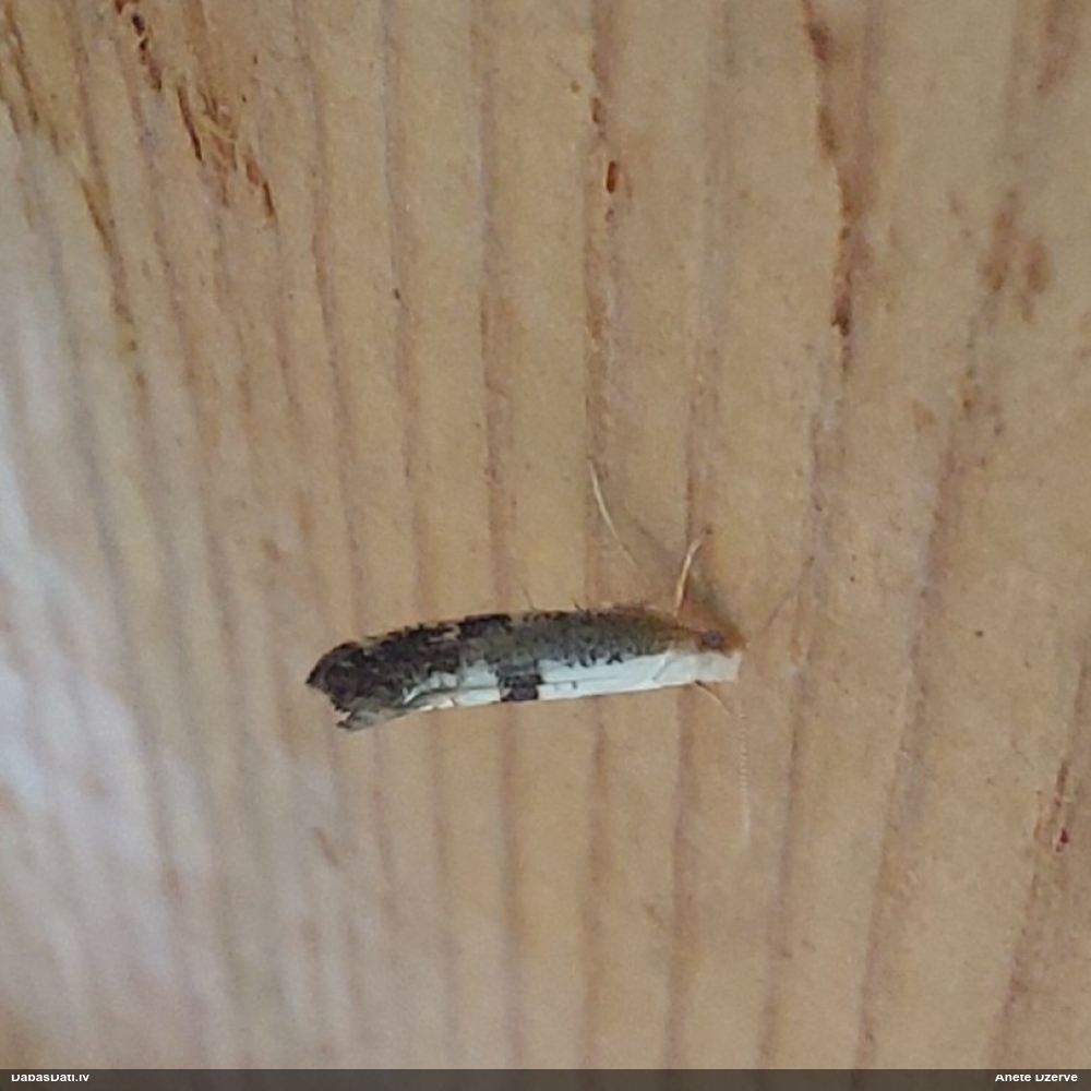 Tīklkode Argyresthia spinosella