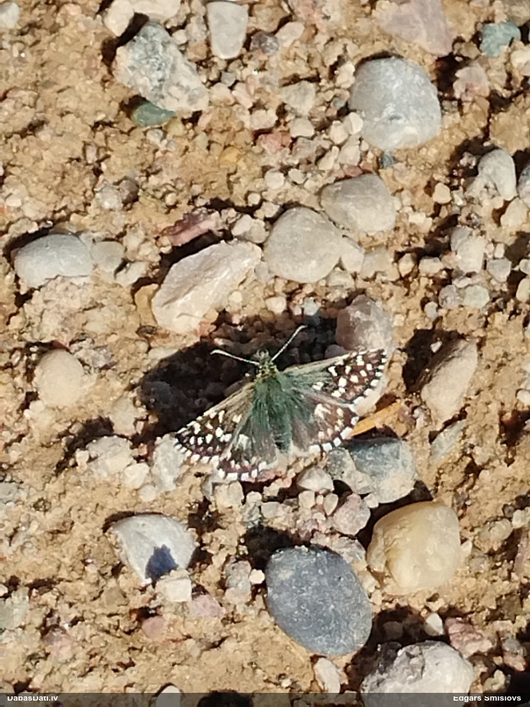 Parastais resngalvītis