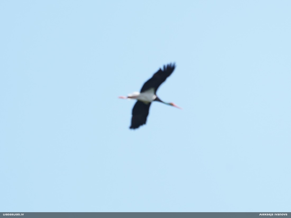 черный аист