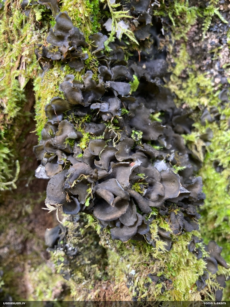 Piesātinātā leptogija