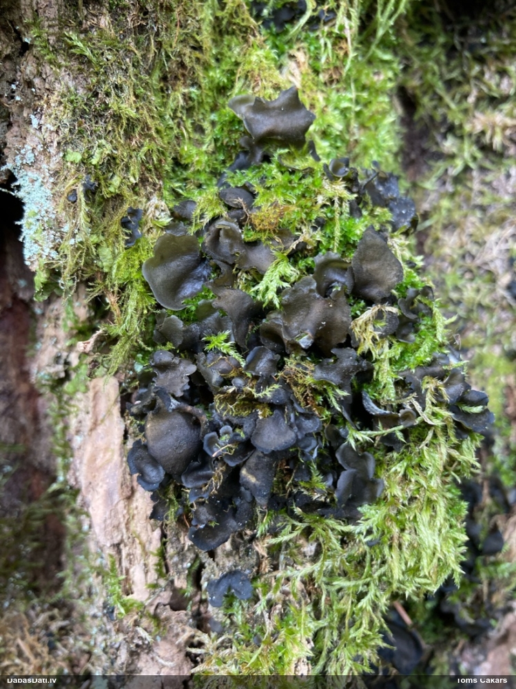 Piesātinātā leptogija