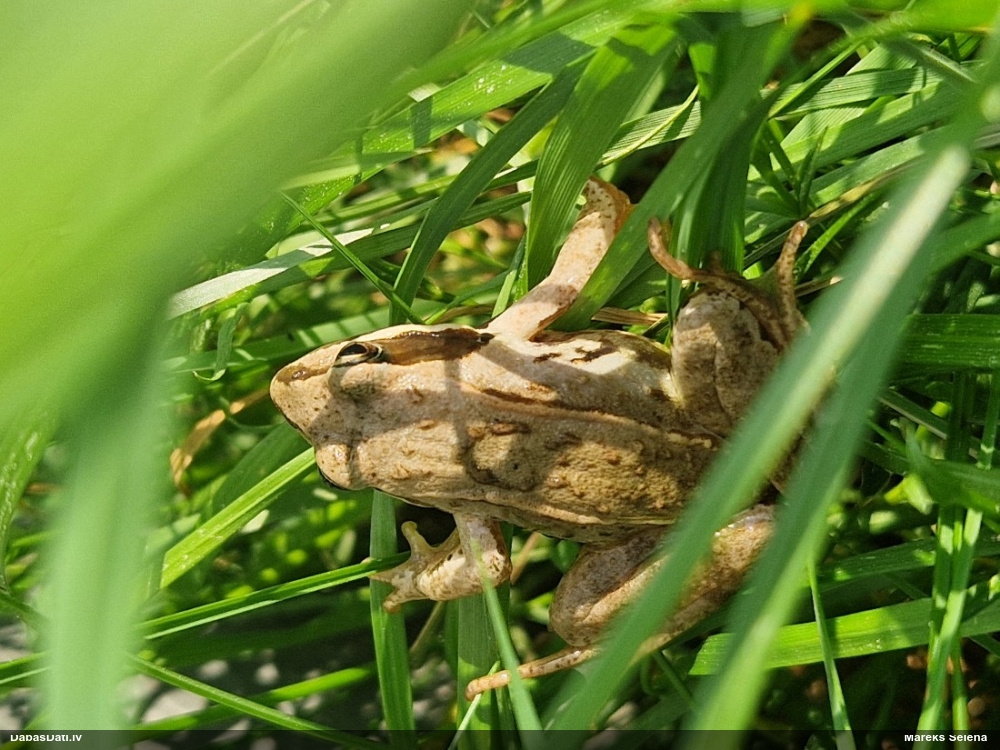 Varde (nenoteikta)