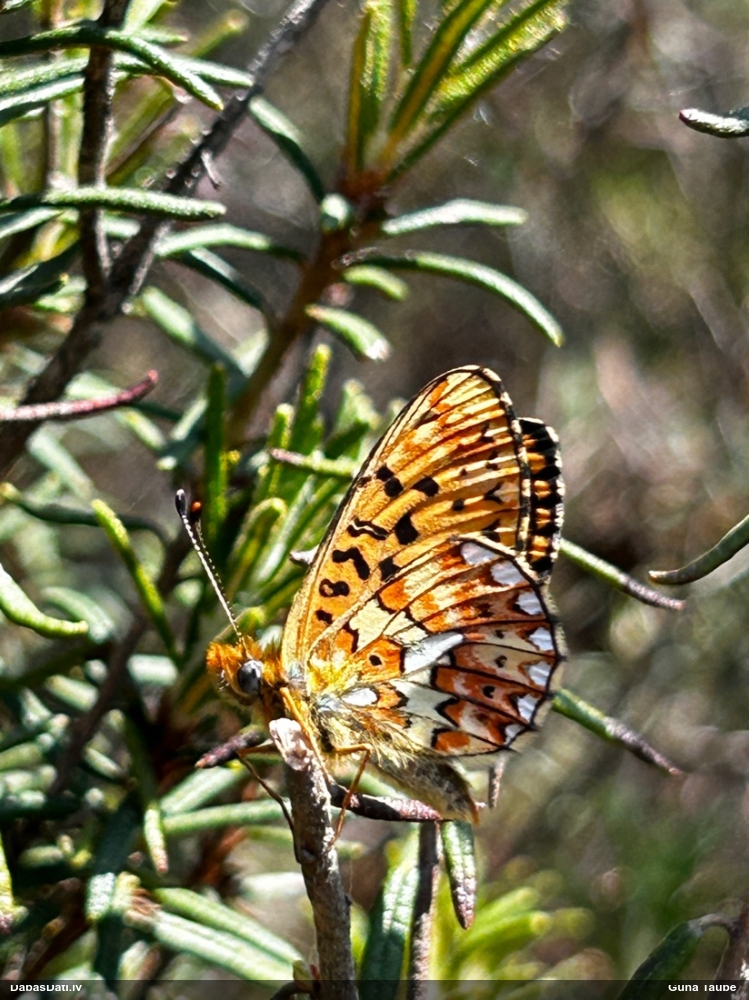 Agrais purvraibenis