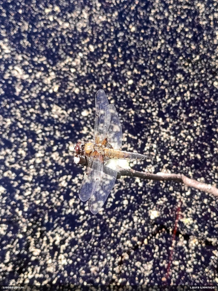 Plankumainā platspāre