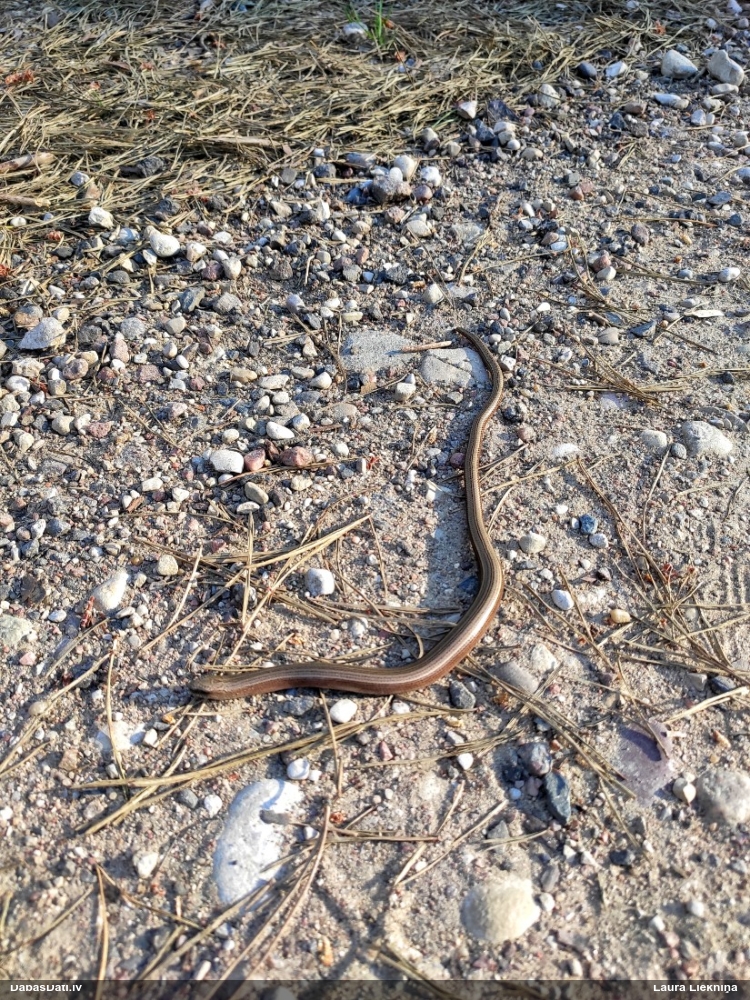 ломкая веретеница