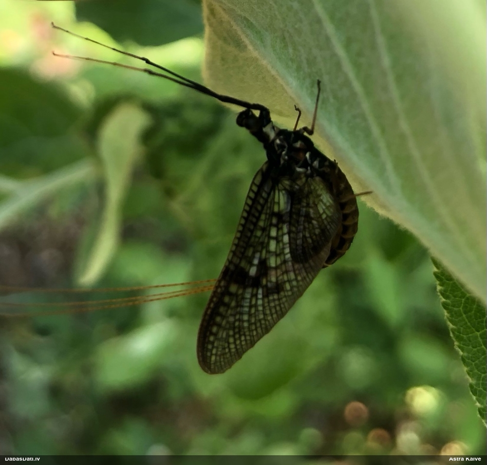 Viendienīte (nenoteikta)
