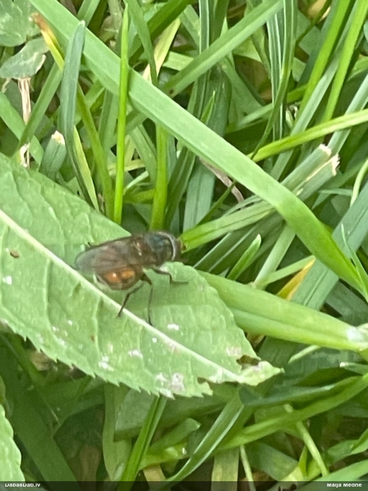 Ziedmuša Rhingia sp.