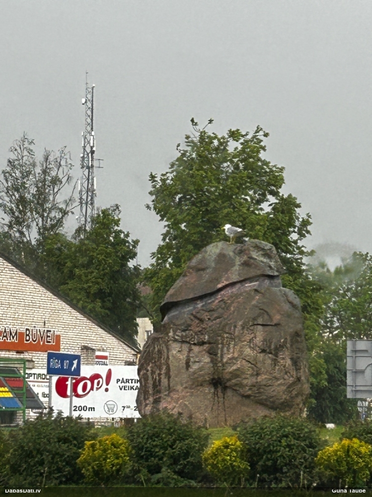 серебристая чайка