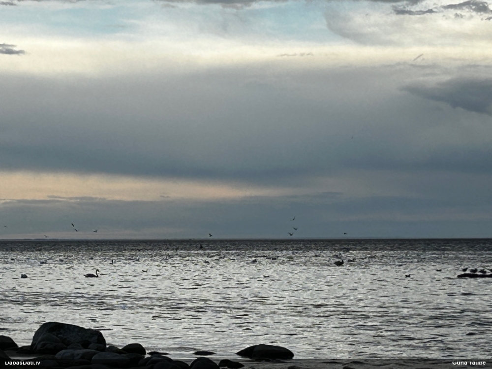 лебедь-шипун