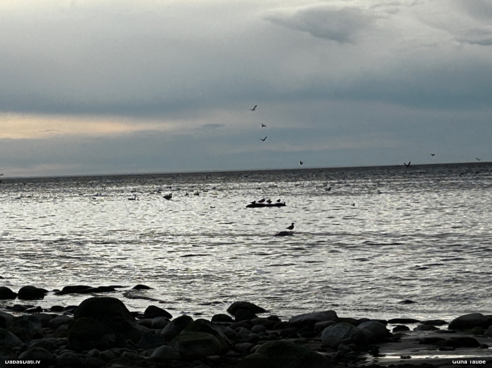 лебедь-шипун