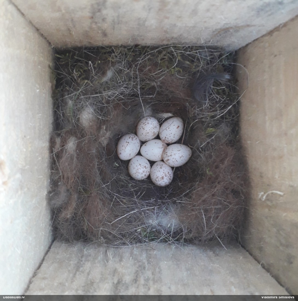 большая синица