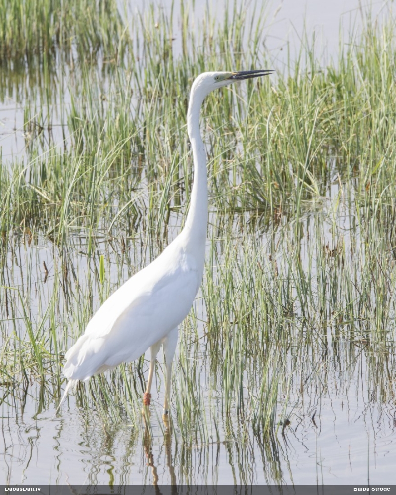 большая белая чяпля