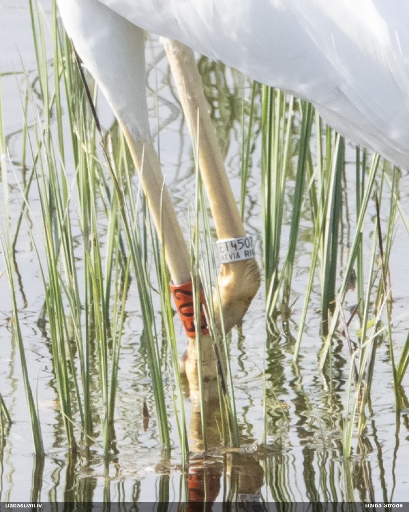 большая белая чяпля