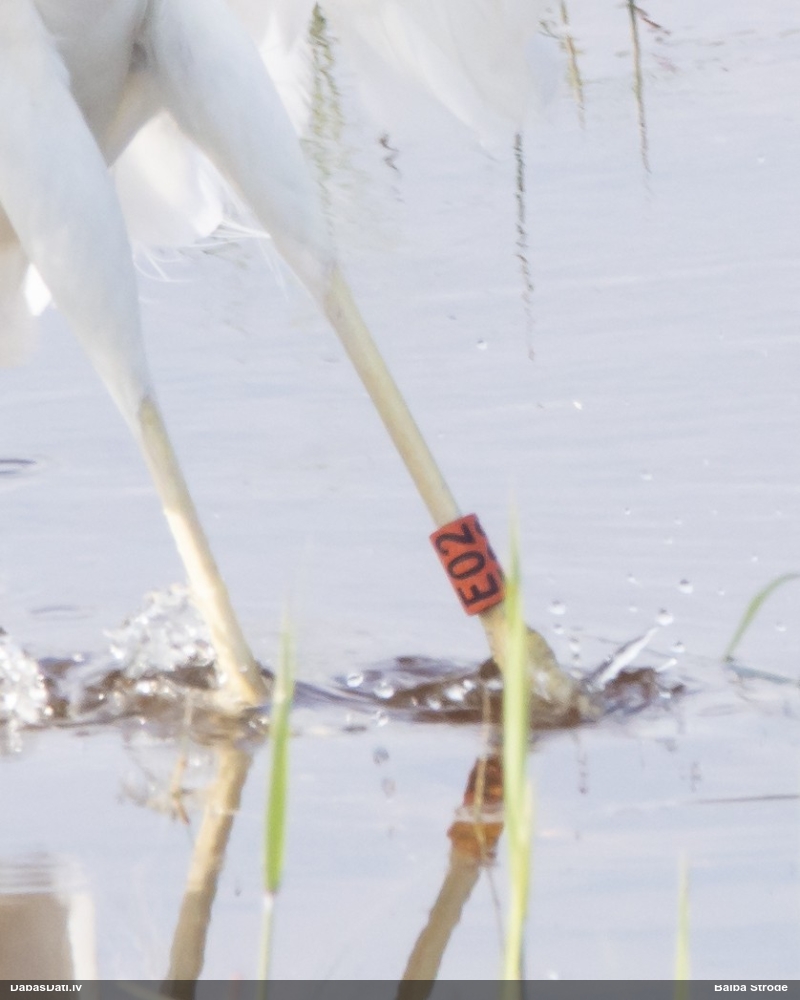 большая белая чяпля