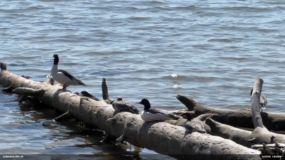 большой крохаль