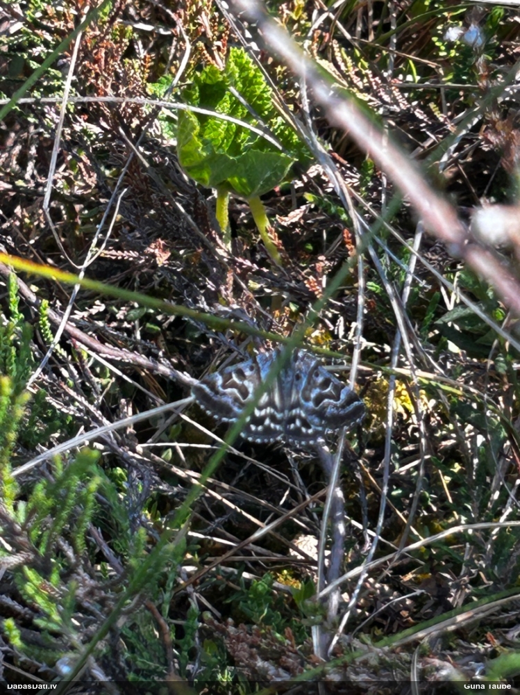 Pelēkā āboliņpūcīte