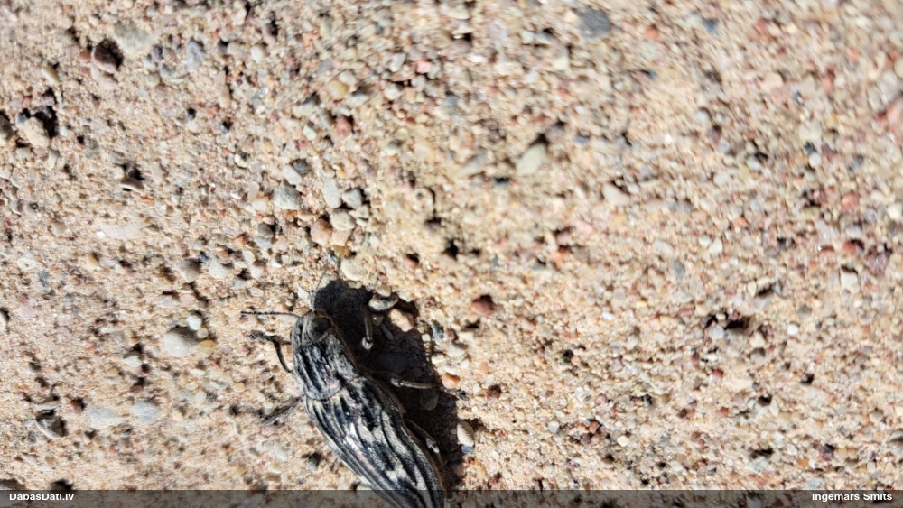 Lielā krāšņvabole