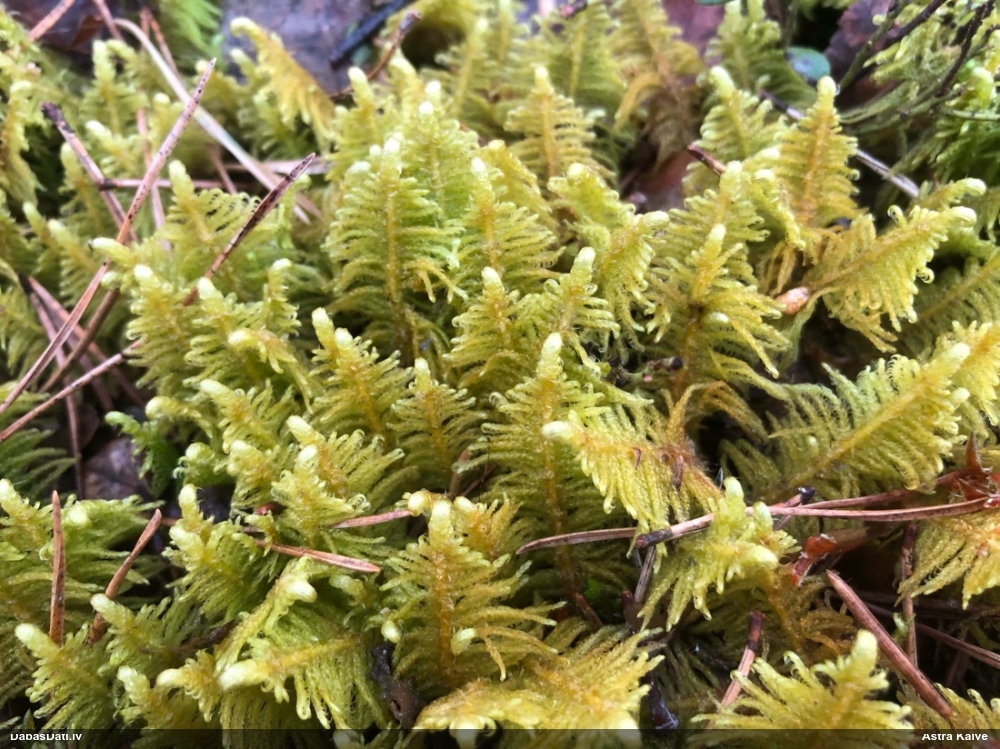 Parastā straussūna