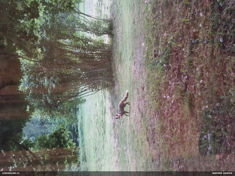 обыкновенная лисица