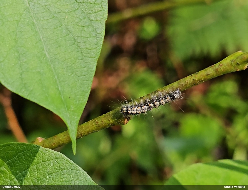 Lielais ķērpjlācītis