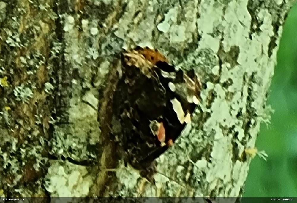 Lielais nātru raibenis