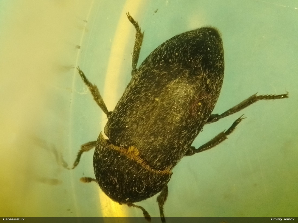 Ādgrauzis Dermestes laniarius