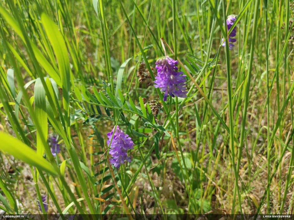 горошек мышиный