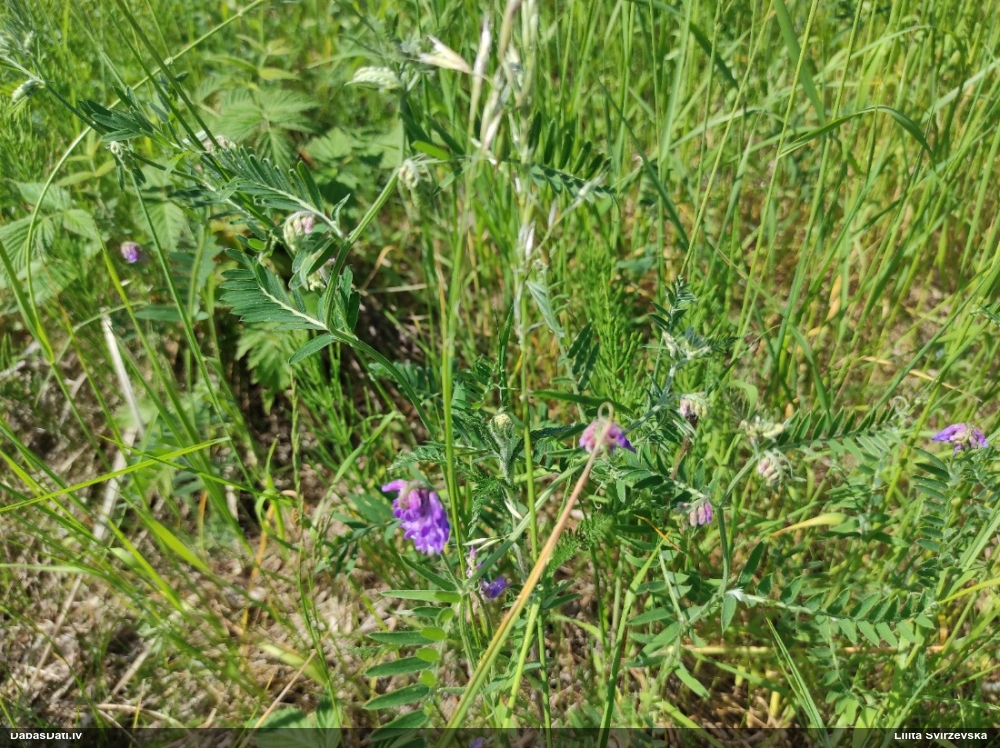 горошек мышиный