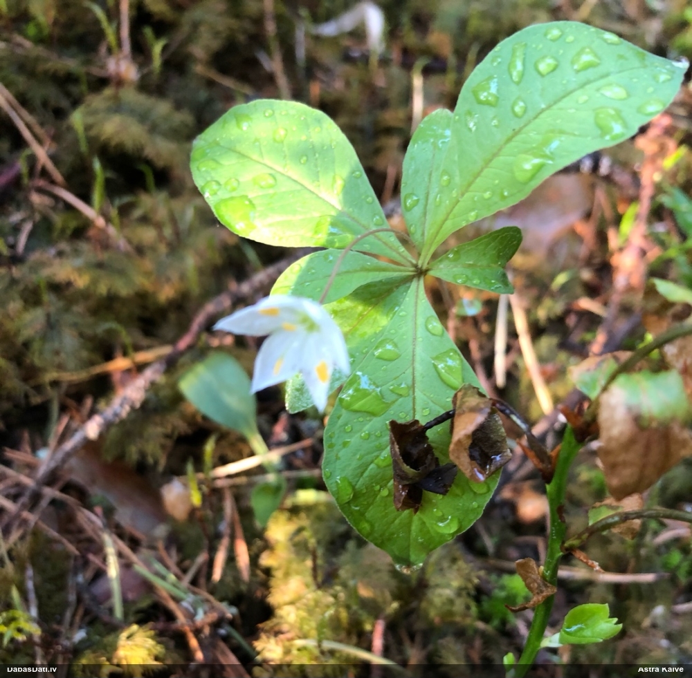 седмичник европейский
