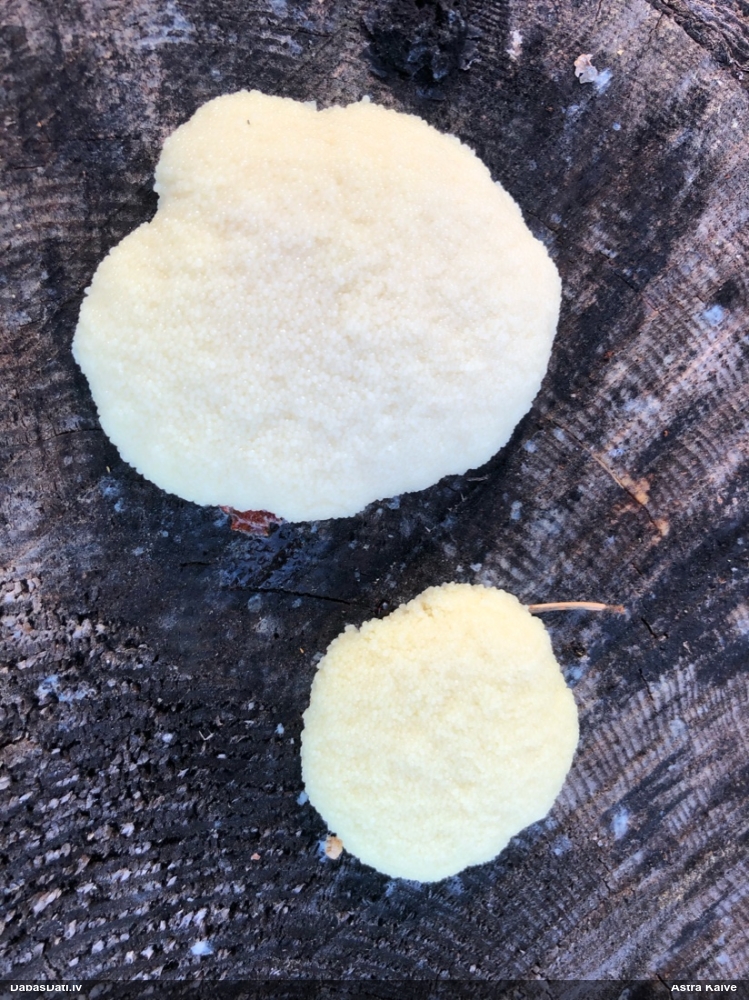 Saplacinātā kūlīte